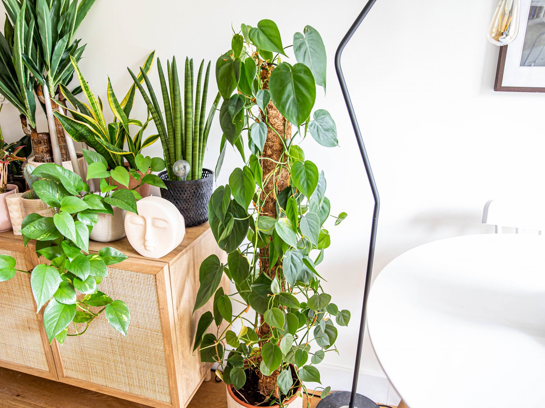 The 10 Best House Plants For Beginners Stephanie Yeboah